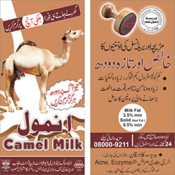 Camel Brochure
