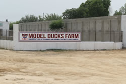 11 Ducks Farm