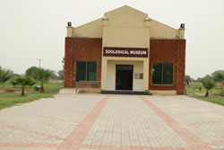 4. Zoological Museum A
