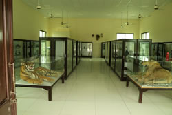 5.zoological Museum A