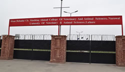 Khan Bahadar Choudhry Mushtaq Ahmed College of Veterinary and Animal Sciences, Narowal