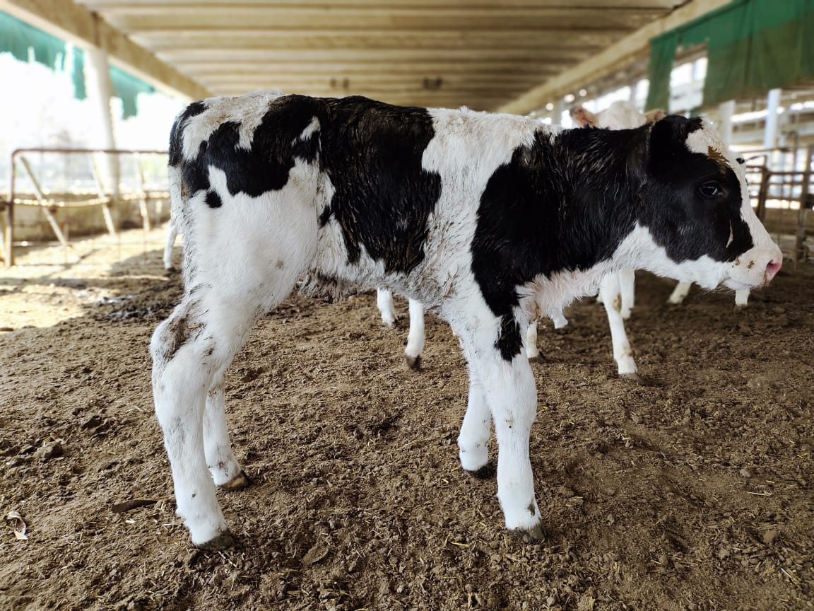 Holstein Friesien IVF Calf